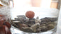 Monster Squid & Plum Mixed size Cork Dust Wafters
