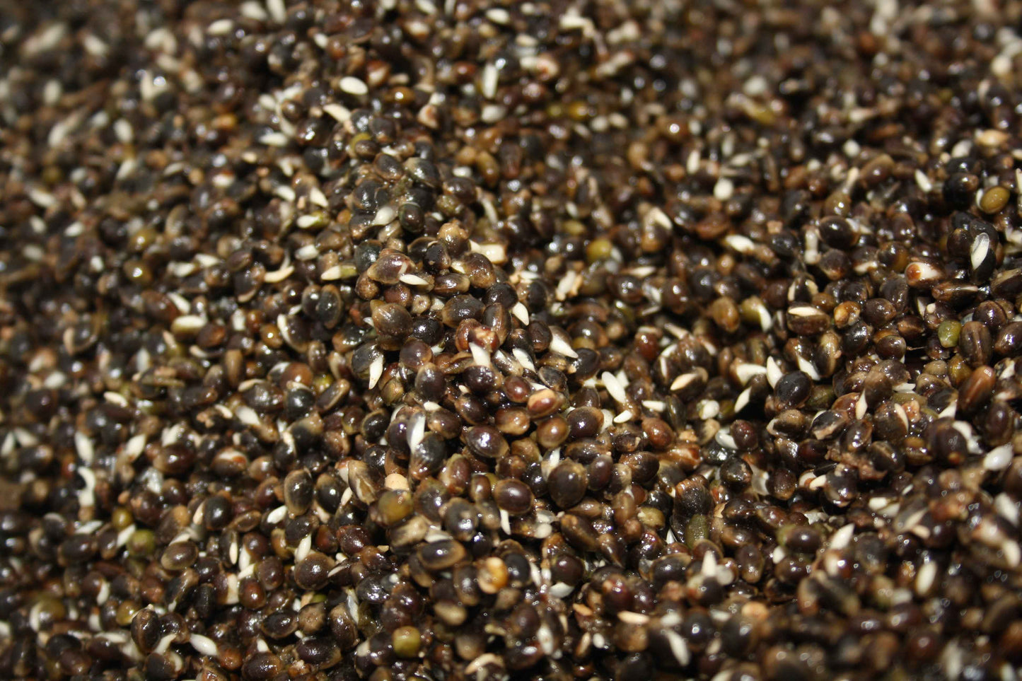 SPLIT SHOT HEMP PREPARED FREEZER PARTICLES