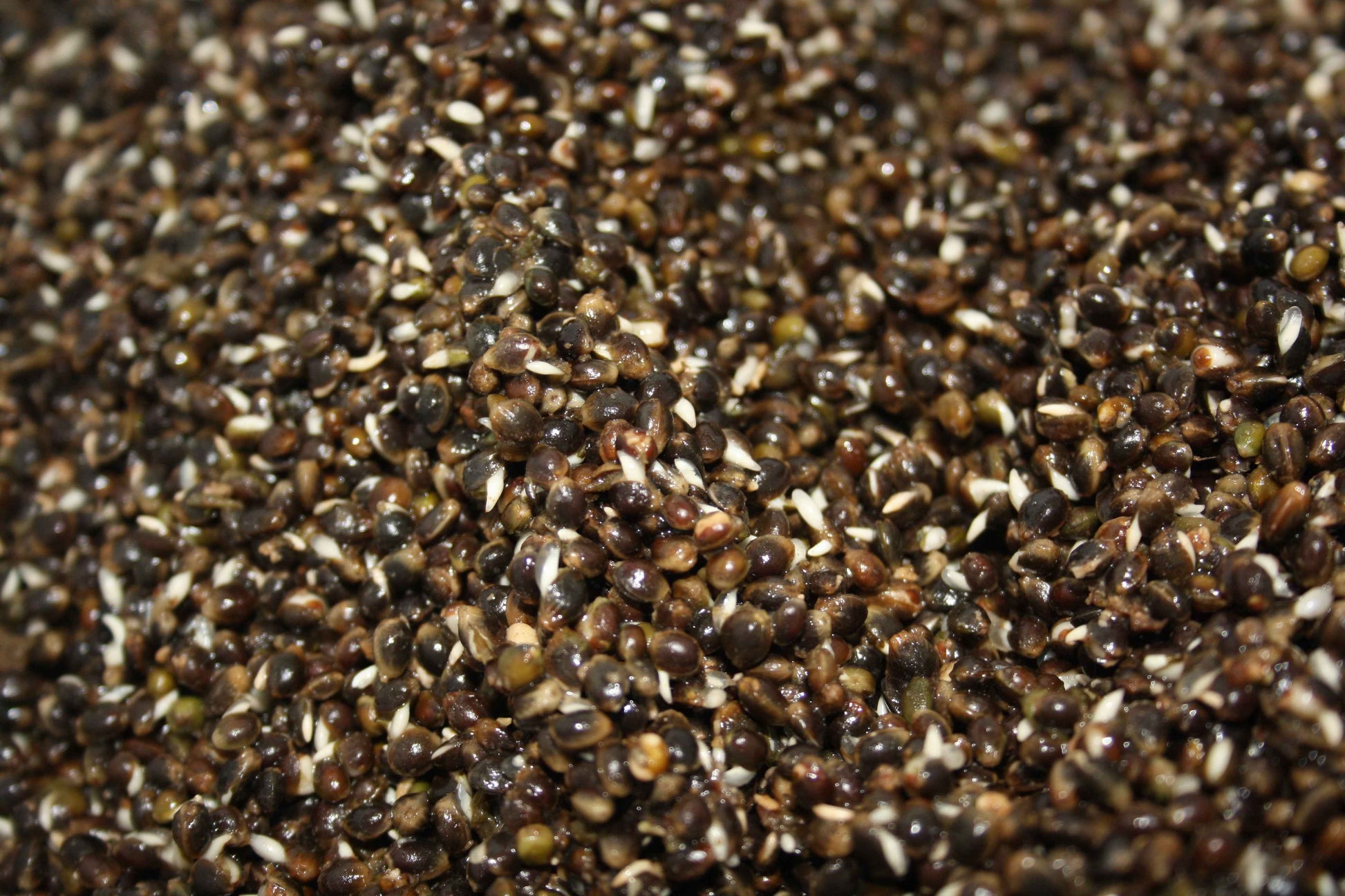 SPLIT SHOT HEMP PREPARED FREEZER PARTICLES