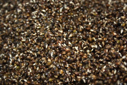 SPLIT SHOT HEMP PREPARED FREEZER PARTICLES