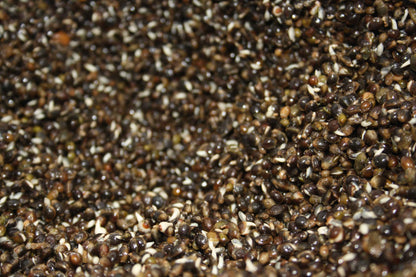 SPLIT SHOT HEMP PREPARED FREEZER PARTICLES